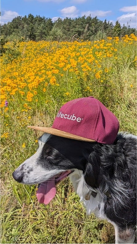 Un chien avec une casquette Whitecube dans un champ
