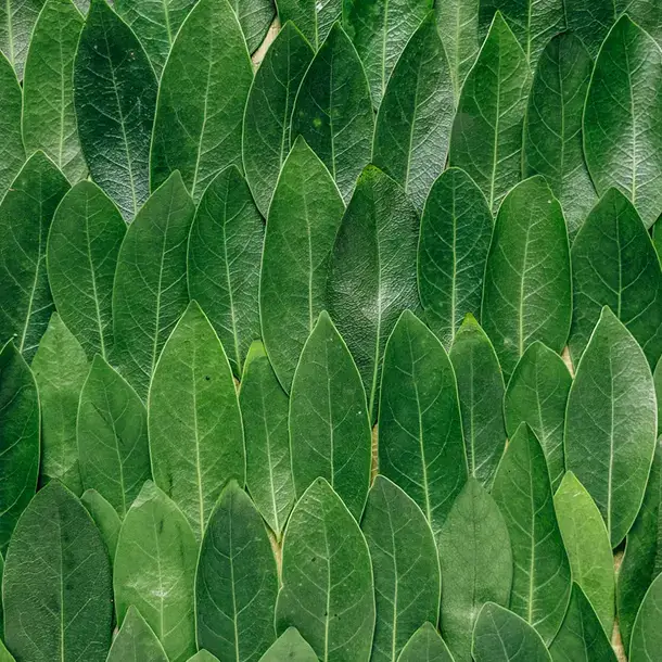 Image représentative du projet Phytobase