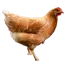 Icône représentative du projet Hof Luterberg